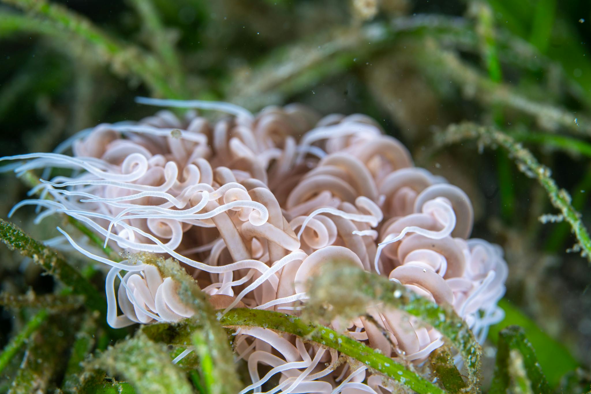 Coral that looks like mushrooms